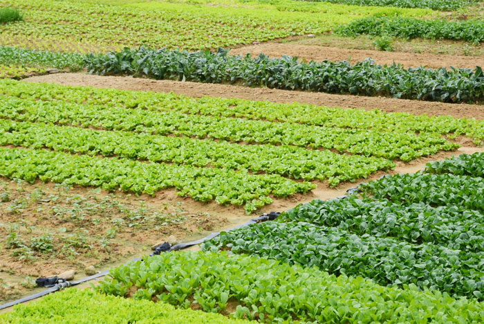 Unmanned intelligent irrigation system for farmland