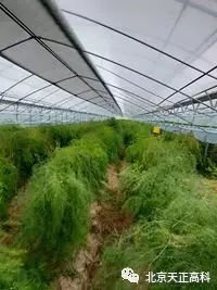 水肥一体化技术亮相安徽萧县农业基地
